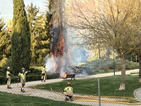 Los bomberos de Valladolid sofocan un fuego en un árbol en el barrio de Villa del Prado
