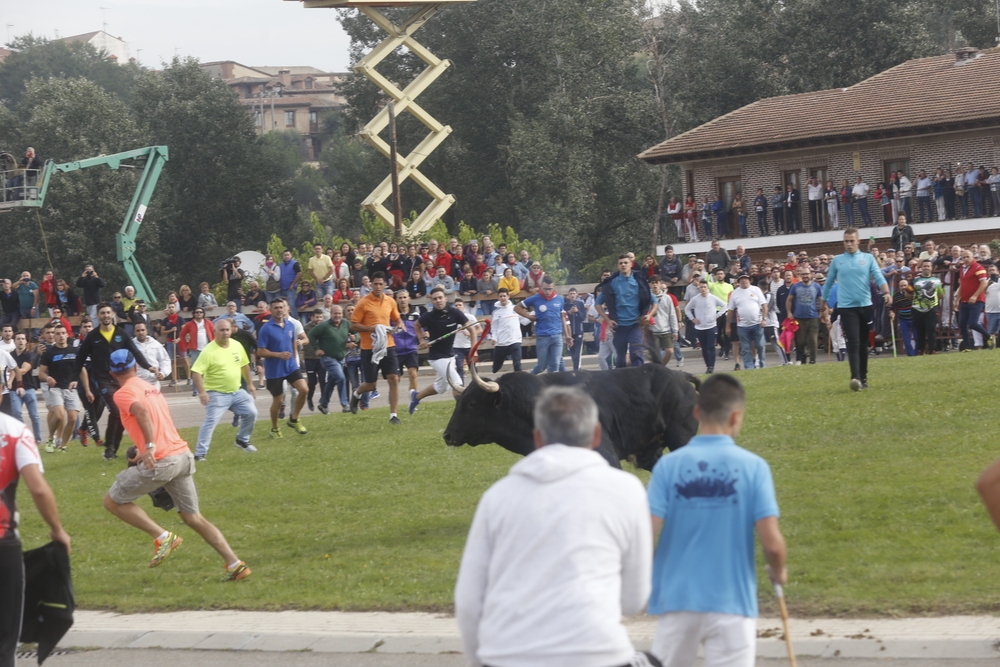 Toro de la Vega en Tordesillas  / JONATHAN TAJES