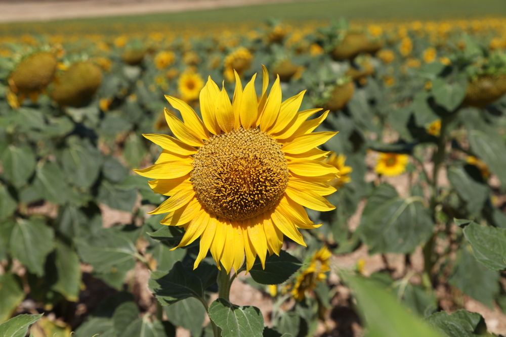 Agricultura, ganadería y caza son el presente y el futuro