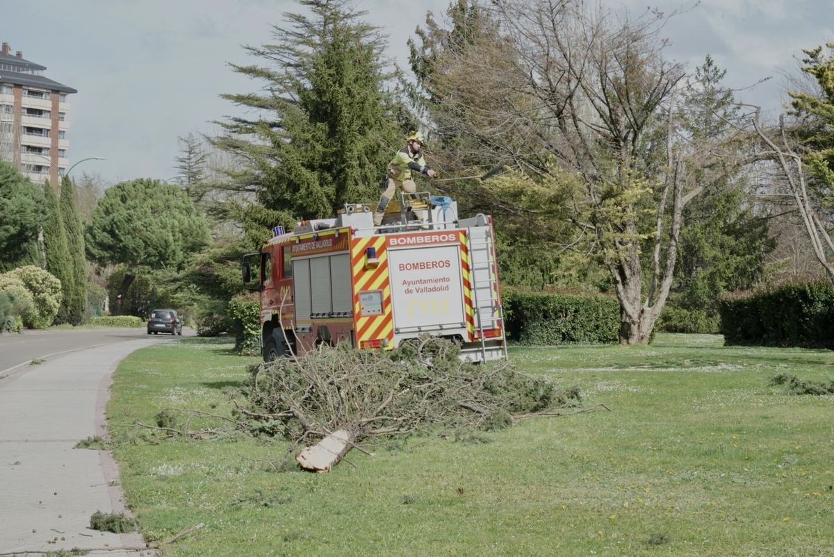 Los bomberos retiran un árbol caído por el viento en la calle Padre José Acosta de Valladolid  / EDUARDO MARGARETO / ICAL