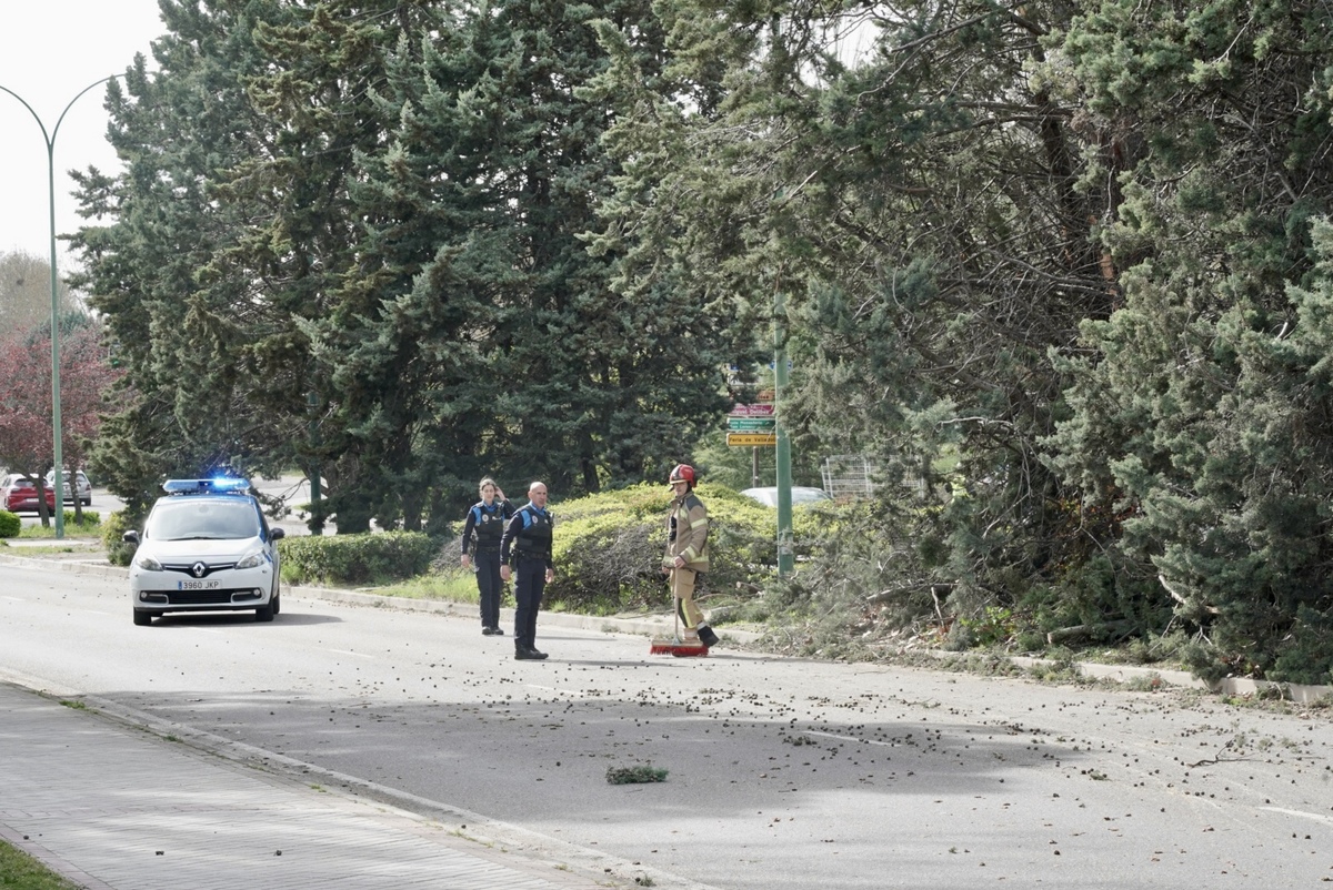 Los bomberos retiran un árbol caído por el viento en la calle Padre José Acosta de Valladolid  / EDUARDO MARGARETO / ICAL