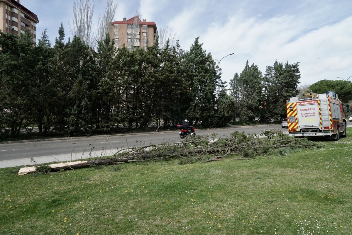 Los bomberos retiran un árbol caído por el viento en la calle Padre José Acosta de Valladolid  / EDUARDO MARGARETO / ICAL