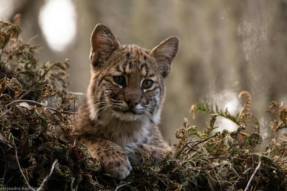 El lince ibérico deja de estar en peligro de extinción