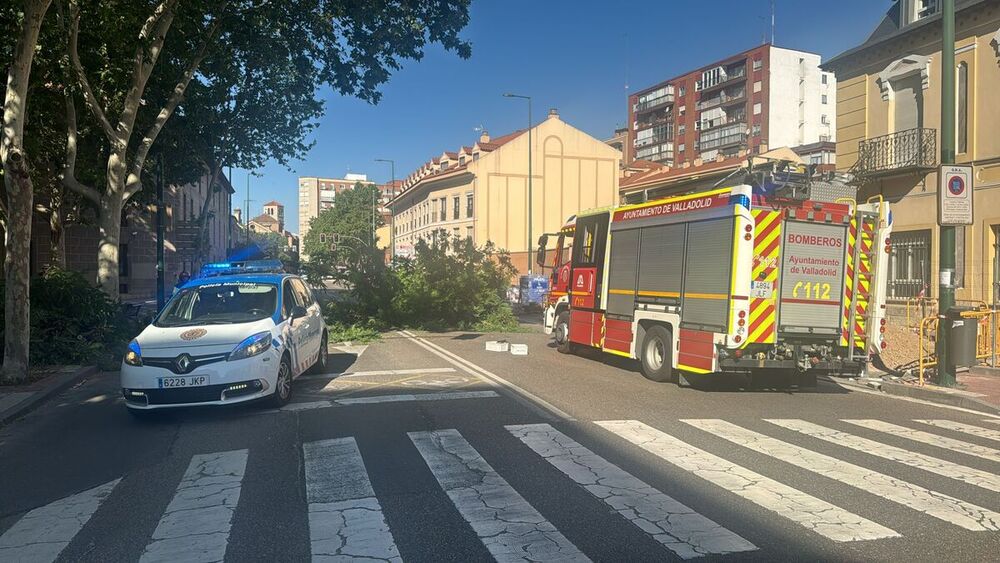 Imagen de un árbol de grandes dimensiones que ha caído sobre la calzada en la calle Chancillería.