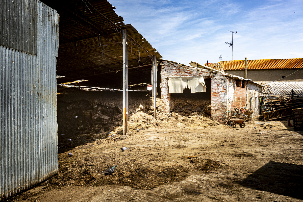 Limpieza de la explotación ganadera de Renedo denunciada por abandono de ganado  / JONATHAN TAJES