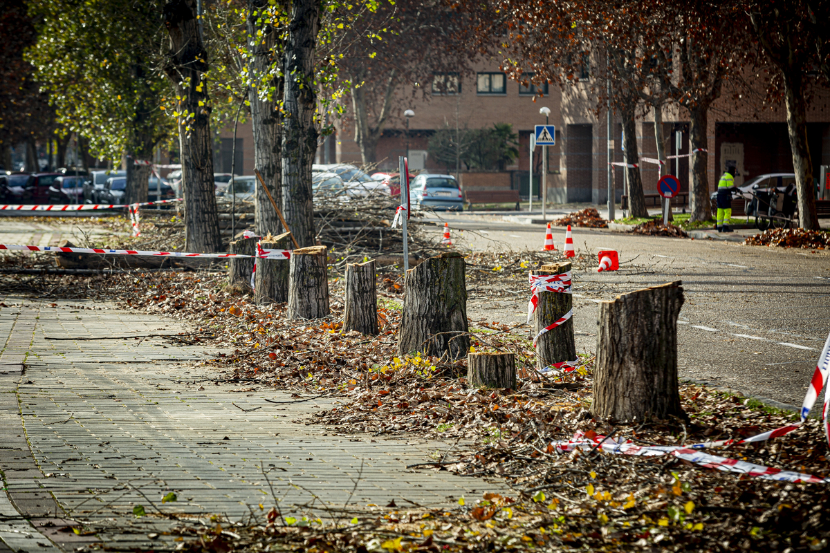 Tala de árboles en el Paseo del Obregón