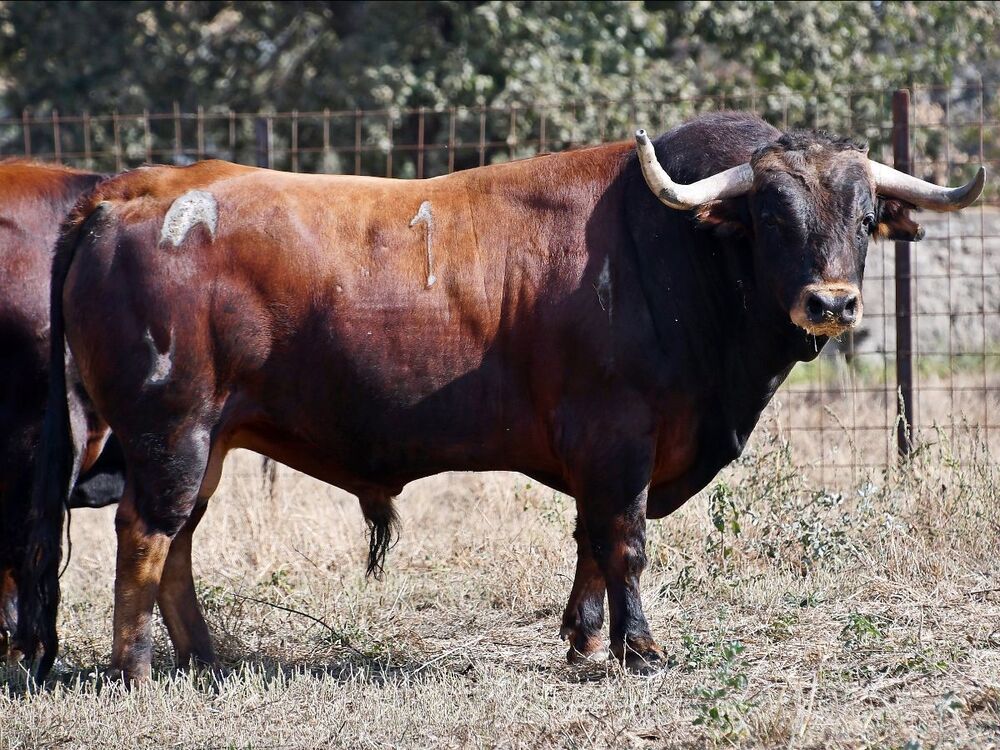 Novillos de Aldeanueva para la final de cortes de Valladolid