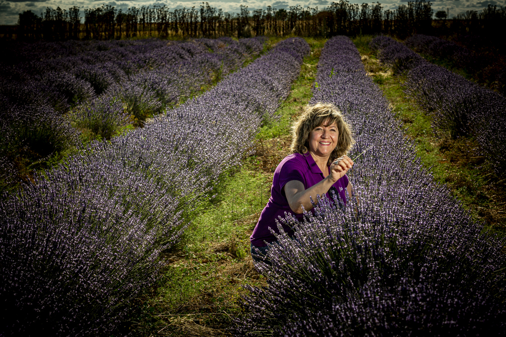 Turistas visitando los campos de lavanda de Tiedra en flor. Centro de Interpretación Tiedra de lavanda de dicado a esta planta aromática