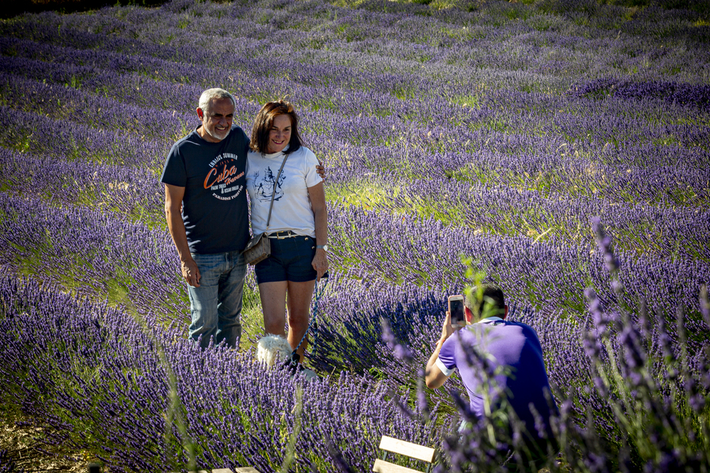 Turistas visitando los campos de lavanda de Tiedra en flor. Centro de Interpretación Tiedra de lavanda de dicado a esta planta aromática