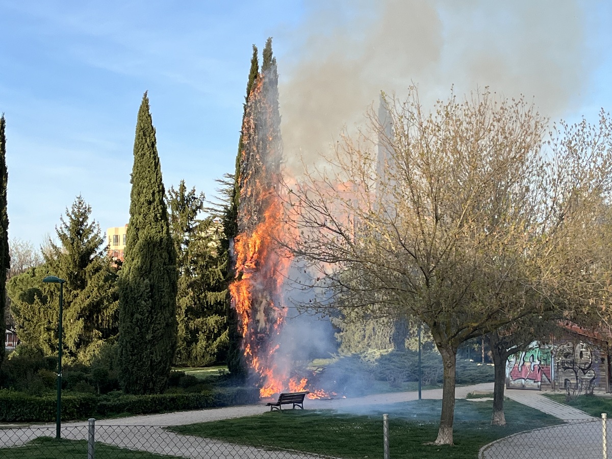 Los bomberos de Valladolid sofocan un fuego en un árbol en el barrio de Villa del Prado  / EDUARDO MARGARETO ICAL