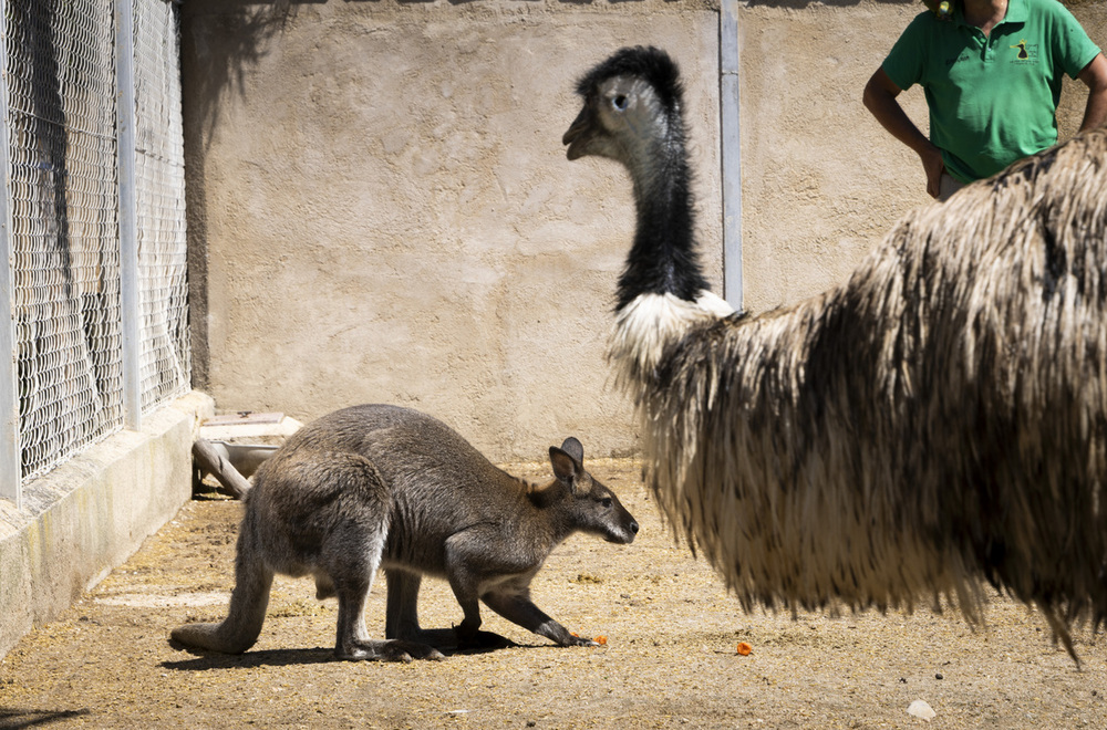 ‘La Era de las Aves’ cuenta con un gran lago en el centro con patos, cisnes, un pavo real del Campo Grande que fue atropellado y una grulla coronada, auque ahí solo entra Enrique Martos. 