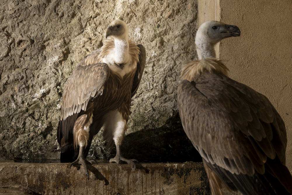 ‘La Era de las Aves’ cuenta con un gran lago en el centro con patos, cisnes, un pavo real del Campo Grande que fue atropellado y una grulla coronada, auque ahí solo entra Enrique Martos. 