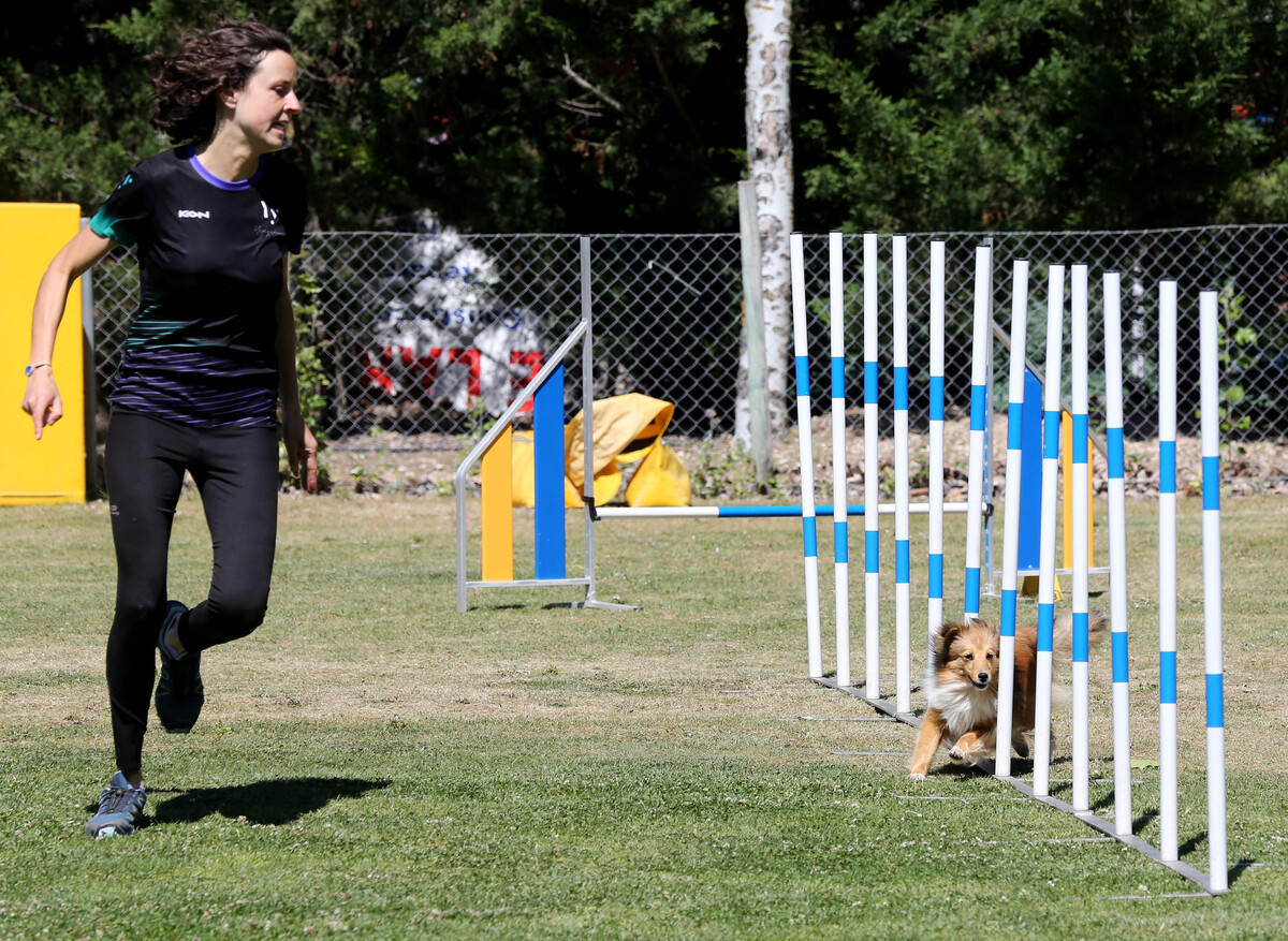 Imagen de la Liga Norte y el Open de agility.  / El Día de Valladolid