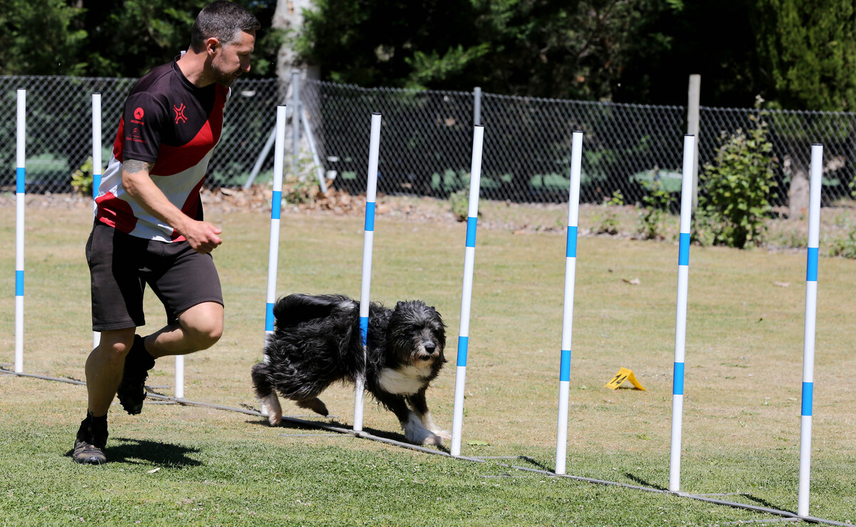 Imagen de la Liga Norte y el Open de agility.  / El Día de Valladolid