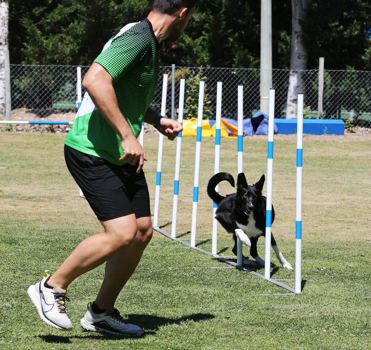 Imagen de la Liga Norte y el Open de agility.  / El Día de Valladolid