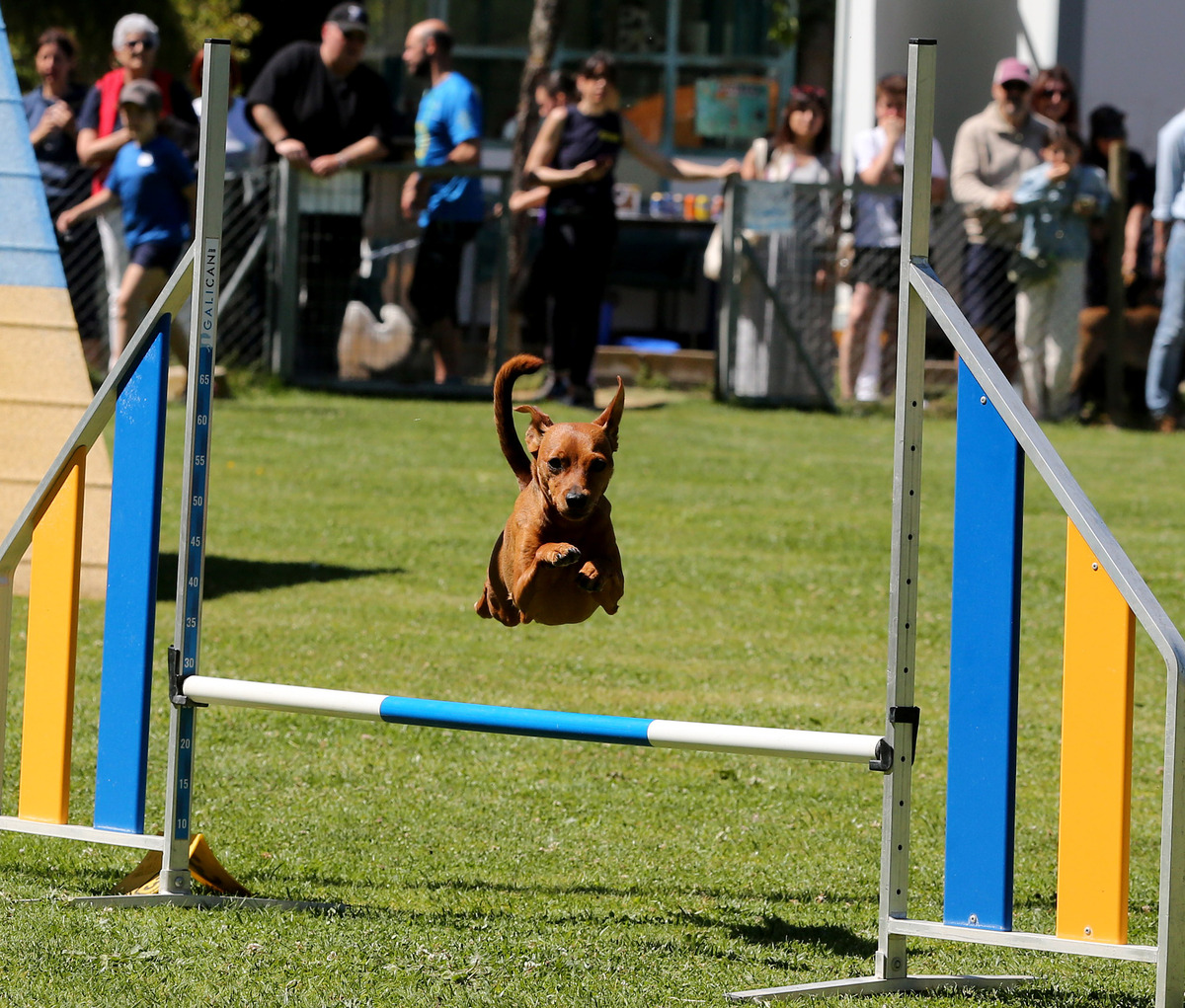 Imagen de la Liga Norte y el Open de agility.  / MONTSE.ALVAREZ