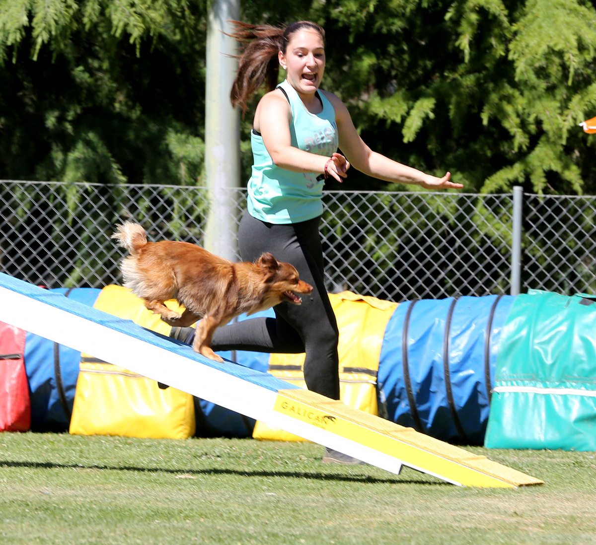 Imagen de la Liga Norte y el Open de agility.  / MONTSE.ALVAREZ