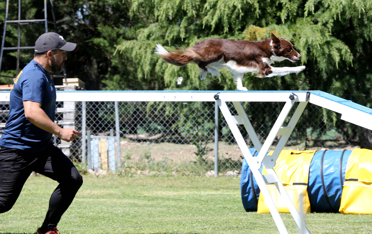 Imagen de la Liga Norte y el Open de agility.  / El Día de Valladolid