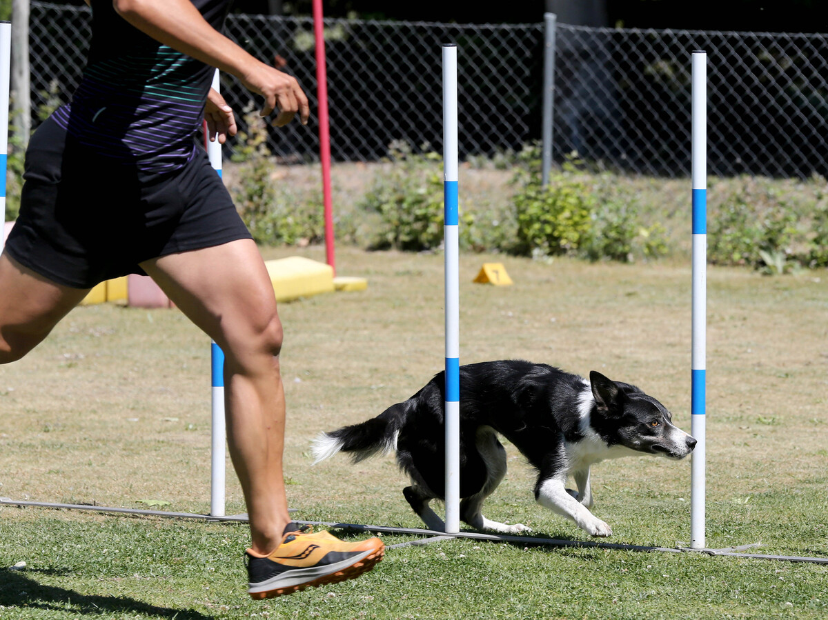 Imagen de la Liga Norte y el Open de agility.  / El Día de Valladolid