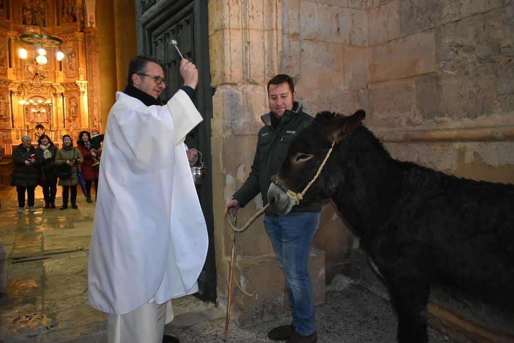 Cigales celebra San Antón con la bendición de las mascotas