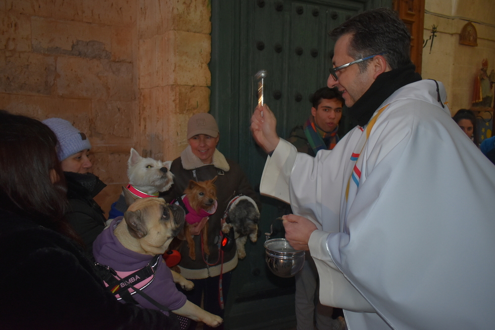 Cigales celebra San Antón con la bendición de las mascotas