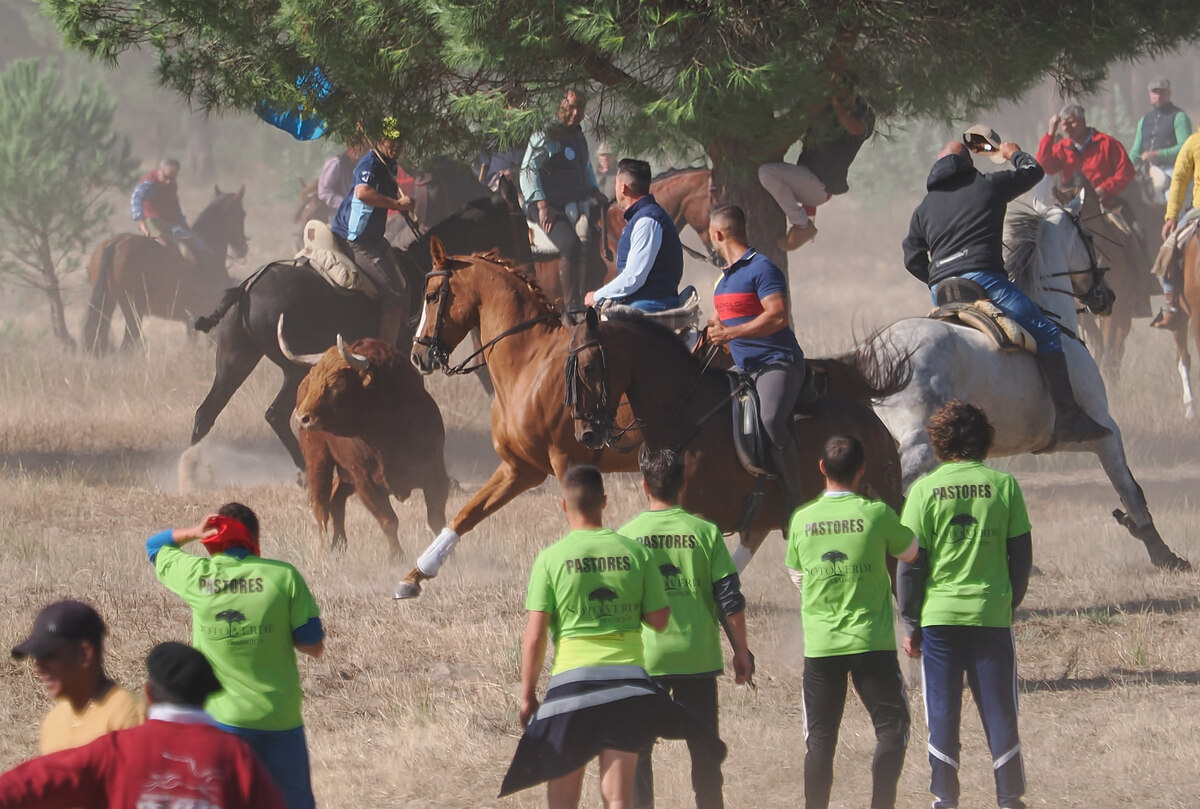 Celebración del Toro de la Vega en Tordesillas