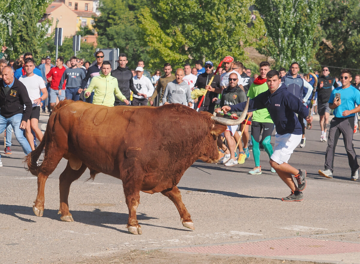 Celebración del Toro de la Vega en Tordesillas  / R.VALTERO / ICAL