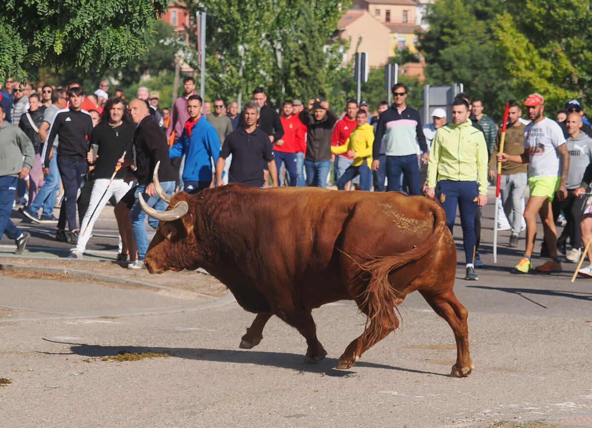 Celebración del Toro de la Vega en Tordesillas  / R.VALTERO / ICAL