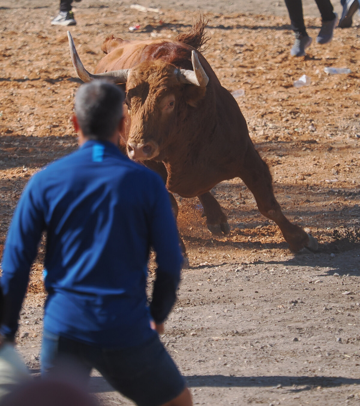 Celebración del Toro de la Vega en Tordesillas  / R.VALTERO / ICAL