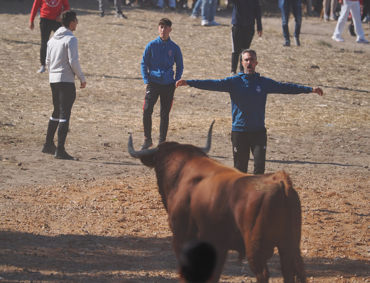 Celebración del Toro de la Vega en Tordesillas  / R.VALTERO / ICAL