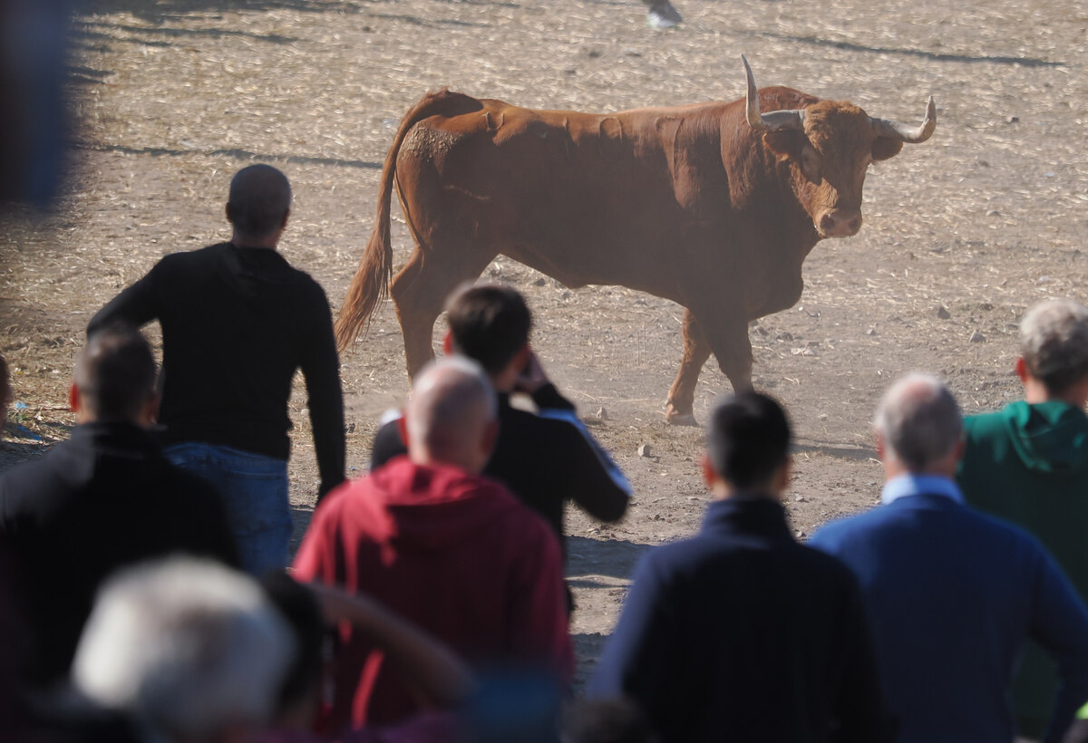 Celebración del Toro de la Vega en Tordesillas  / R.VALTERO / ICAL