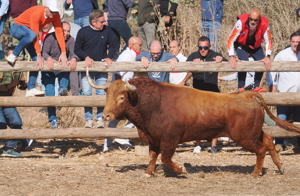 Celebración del Toro de la Vega en Tordesillas  / R.VALTERO / ICAL