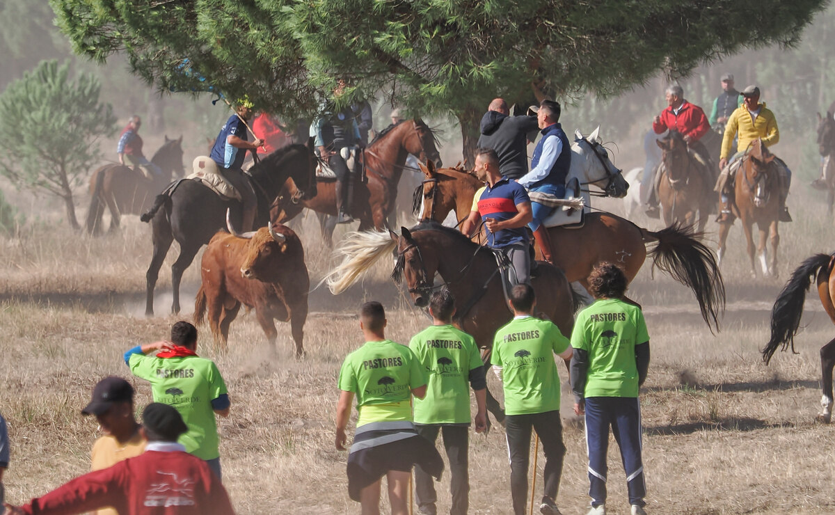 Celebración del Toro de la Vega en Tordesillas  / R.VALTERO / ICAL