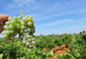 La Diputación de León recurre por el uso de godello en Rueda