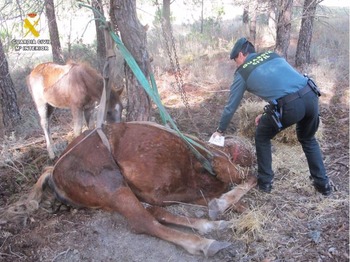 Investigado por dejar morir a una yegua atada a un árbol