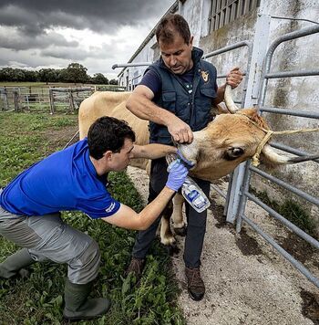 Los veterinarios acusan a la Junta de «agraviar» al sector