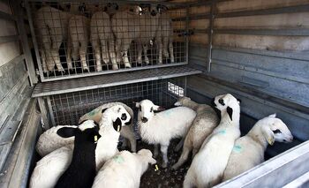 Ya hay propuesta normativa para el transporte de animales