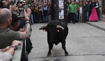 El Toro del Clarete cierra la Fiesta de la Vendimia en Cigales