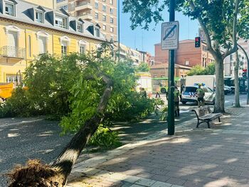 Cae un árbol de grandes dimensiones en la calle Chancillería