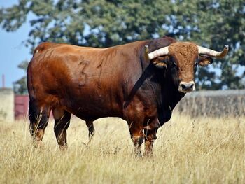 Novillos de Aldeanueva para la final de cortes de Valladolid