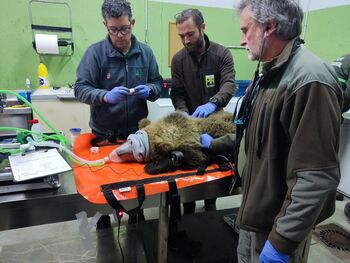 Liberan al osezno curado en un centro de Valladolid