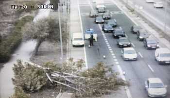 Un árbol derribado por el viento corta un carril de la VA-20