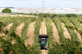 Asaja afea las críticas a Rueda por el uso de la uva godello