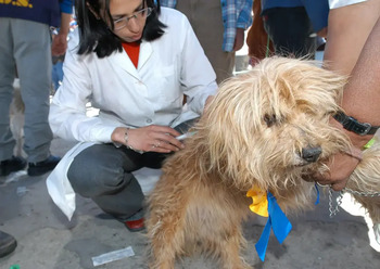 Los veterinarios piden que se ponga la vacuna antirrábica