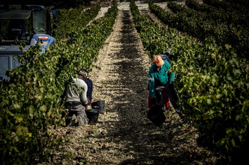 Ribera del Duero no podrá crecer más de 100 hectáreas en 2025