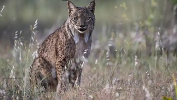 400.000 euros para ayudar a la recuperación del lince ibérico