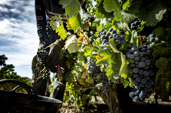 El mercado del vino retrocede tras años de batir récords