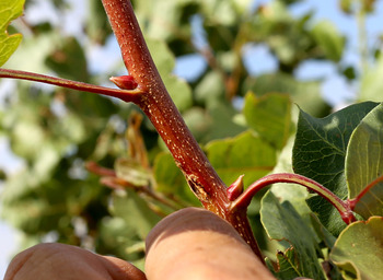 Pistacyl recibe más de 318.000 euros para investigación