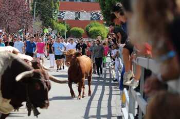 Denuncian la presencia de menores en los encierros de Laguna