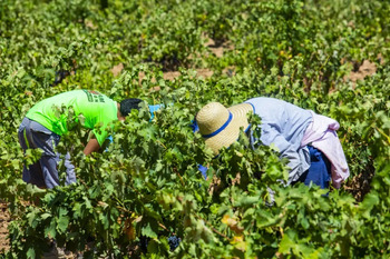 Valladolid anota una de las mayores caídas del paro del país